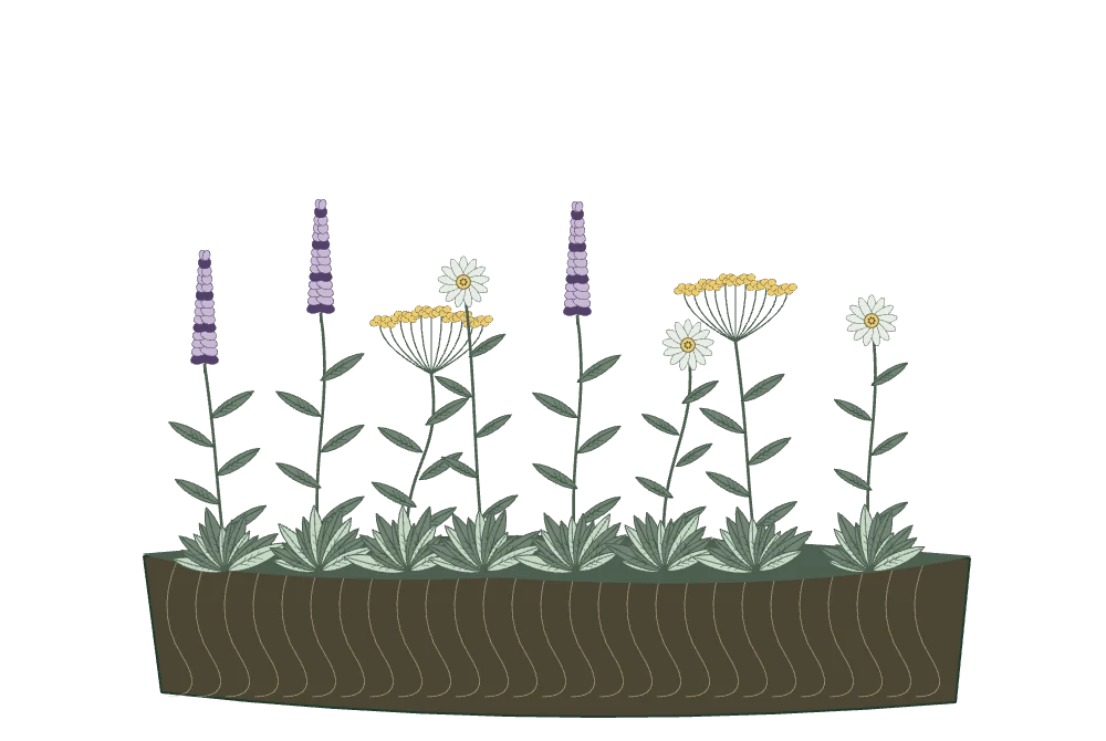 Eine eigene schematische Seitenansicht mit hohen violetten und niedrigen weißen und gelben Stauden.