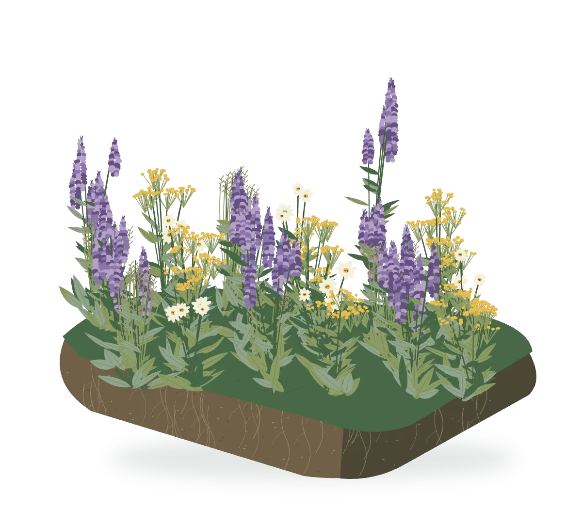 Eine gezeichnete Staudeninsel mit violetten Blütenähren, gelben und weißen Blüten und einem Wurzelschnitt im Boden.