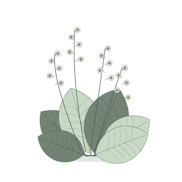 Eigenständige botanische Zeichnung breiter Blätter und feiner weißer Blütenstängel.