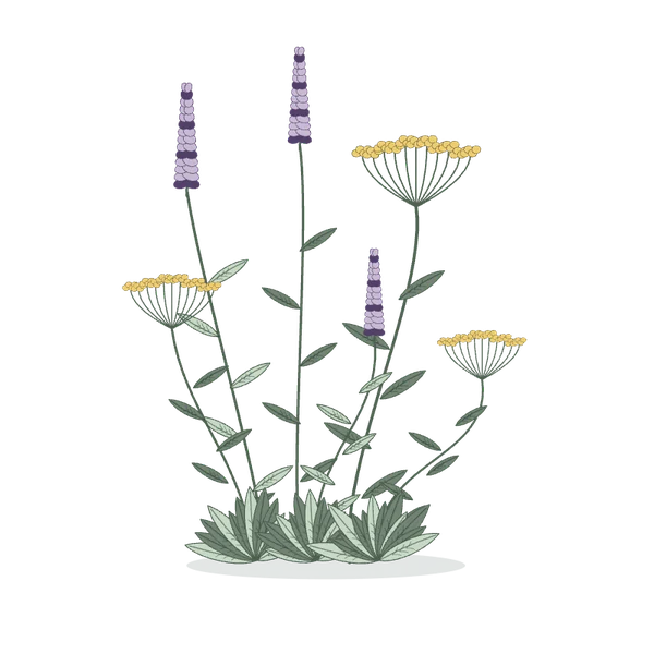 Eigenständige botanische Zeichnung mit violetten Blütenähren und gelben Blütendolden.